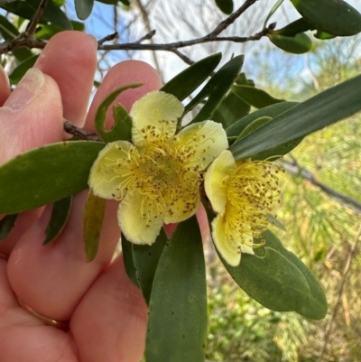 Neofabricia myrtifolia at Iron Range, QLD - 3 Aug 2024 by lbradley