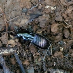 Unverified Carab beetle (Carabidae) at Robertson, NSW - 3 Aug 2024 by trevorpreston