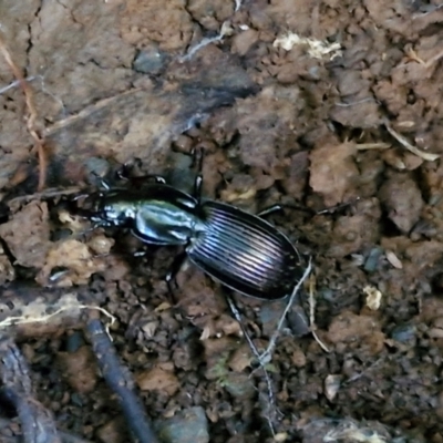 Unverified Carab beetle (Carabidae) at Robertson, NSW - 3 Aug 2024 by trevorpreston