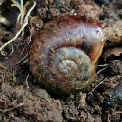 Austrorhytida capillacea (Common Southern Carnivorous Snail) at Robertson, NSW - 3 Aug 2024 by trevorpreston