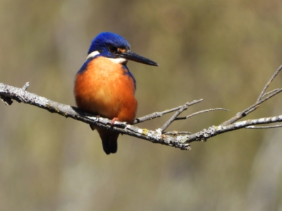 Ceyx azureus (Azure Kingfisher) at Uriarra Village, ACT - 3 Aug 2024 by LineMarie