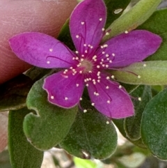 Lithomyrtus obtusa (Beach Myrtella) at Iron Range, QLD - 3 Aug 2024 by lbradley