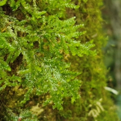 Unidentified Moss, Liverwort or Hornwort at Robertson, NSW - 3 Aug 2024 by trevorpreston