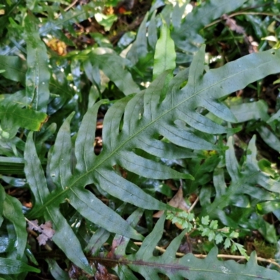 Microsorum scandens (Fragrant Fern) at Robertson, NSW - 3 Aug 2024 by trevorpreston