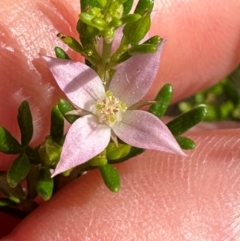 Boronia alulata at Iron Range, QLD - 3 Aug 2024 by lbradley