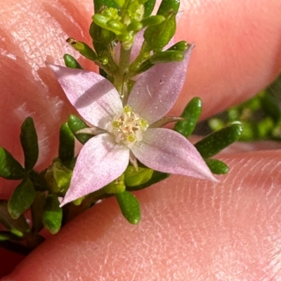 Boronia alulata at Iron Range, QLD - 3 Aug 2024 by lbradley