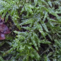 Unidentified Moss, Liverwort or Hornwort at Robertson, NSW - 3 Aug 2024 by trevorpreston