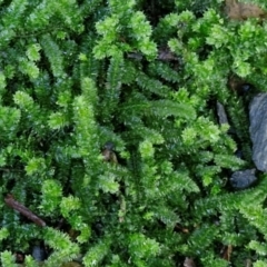 Unidentified Moss, Liverwort or Hornwort at Robertson, NSW - 3 Aug 2024 by trevorpreston