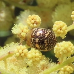 Paropsis pictipennis (Tea-tree button beetle) at Conder, ACT - 29 Oct 2023 by owenh