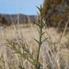 Discaria pubescens (Australian Anchor Plant) at Rendezvous Creek, ACT - 9 Aug 2023 by RobG1