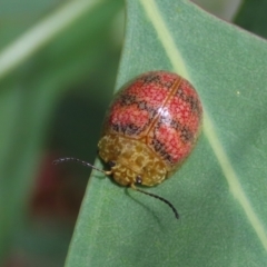 Paropsis obsoleta (Leaf beetle) at Theodore, ACT - 21 Jan 2022 by owenh