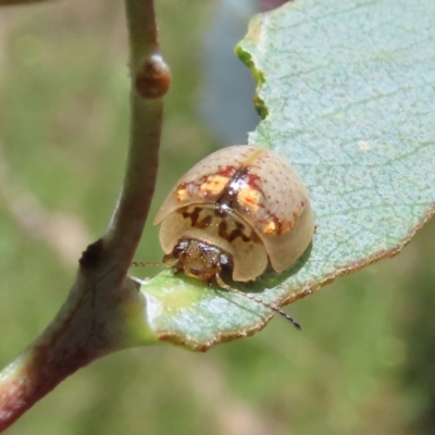 Paropsisterna m-fuscum (Eucalyptus Leaf Beetle) at Theodore, ACT - 30 Dec 2021 by owenh