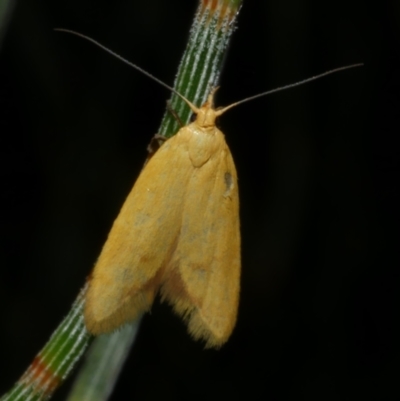 Aeolothapsa malacella (A Concealer moth) at Freshwater Creek, VIC - 9 Nov 2022 by WendyEM