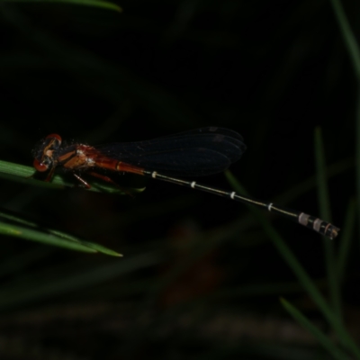 Xanthagrion erythroneurum (Red & Blue Damsel) at Freshwater Creek, VIC - 10 Nov 2022 by WendyEM