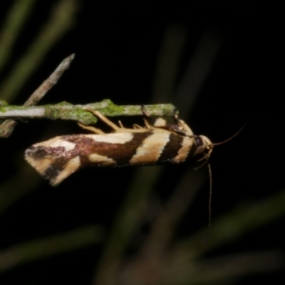 Macrobathra desmotoma ( A Cosmet moth) at Freshwater Creek, VIC - 11 Nov 2022 by WendyEM