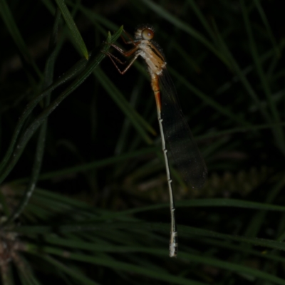 Xanthagrion erythroneurum (Red & Blue Damsel) at Freshwater Creek, VIC - 12 Nov 2022 by WendyEM