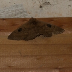 Dasypodia selenophora (Southern old lady moth) at Freshwater Creek, VIC - 16 Nov 2022 by WendyEM