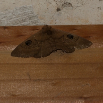 Dasypodia selenophora (Southern old lady moth) at Freshwater Creek, VIC - 16 Nov 2022 by WendyEM