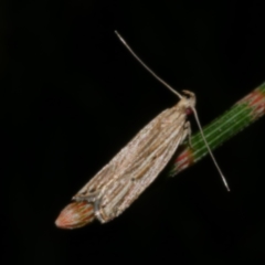 Eutorna diaula (A Gelechioid moth (Depressariidae)) at Freshwater Creek, VIC - 18 Nov 2022 by WendyEM