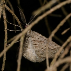 Syneora fractata (Ennominae) at Freshwater Creek, VIC - 18 Nov 2022 by WendyEM