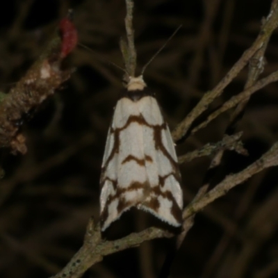 Chiriphe dichotoma (Reticulated Footman) at Freshwater Creek, VIC - 18 Nov 2022 by WendyEM