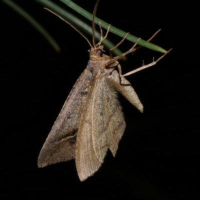 Parosteodes fictiliaria (Dodonaea Moth) at Freshwater Creek, VIC - 25 Nov 2022 by WendyEM