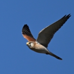 Falco cenchroides (Nankeen Kestrel) at Fyshwick, ACT - 2 Aug 2024 by davidcunninghamwildlife