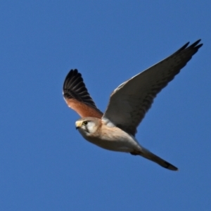 Falco cenchroides at Fyshwick, ACT - 2 Aug 2024