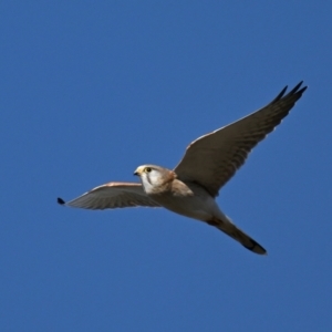 Falco cenchroides at Fyshwick, ACT - 2 Aug 2024