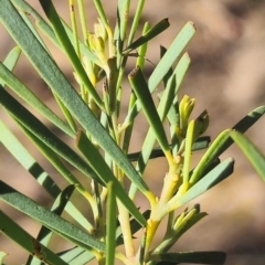 Acacia boormanii at Higgins, ACT - 3 Aug 2024 01:01 PM