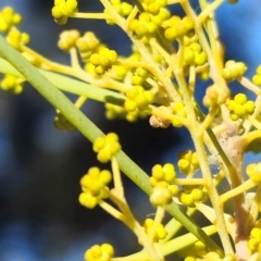 Acacia boormanii at Higgins, ACT - 3 Aug 2024 01:01 PM