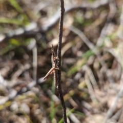 Keyacris scurra at Kambah, ACT - 3 Aug 2024