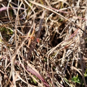 Keyacris scurra at Kambah, ACT - 3 Aug 2024 01:50 PM