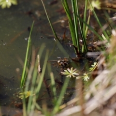 Unidentified Spider (Araneae) at Rendezvous Creek, ACT - 28 Sep 2019 by JimL