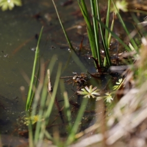 Dolomedes (genus) at Rendezvous Creek, ACT - 28 Sep 2019 02:26 PM