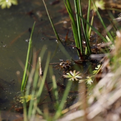 Unidentified Spider (Araneae) at Rendezvous Creek, ACT - 28 Sep 2019 by JimL