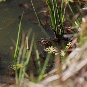 Dolomedes (genus) at Rendezvous Creek, ACT - 28 Sep 2019 02:26 PM