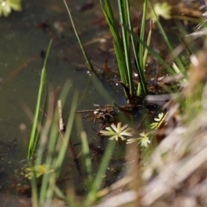 Dolomedes (genus) at Rendezvous Creek, ACT - 28 Sep 2019 02:26 PM