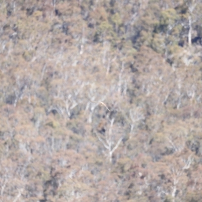 Falco cenchroides (Nankeen Kestrel) at Rendezvous Creek, ACT - 28 Sep 2019 by JimL