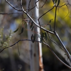 Petroica phoenicea at Rendezvous Creek, ACT - 28 Sep 2019 01:11 PM