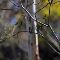 Petroica phoenicea at Rendezvous Creek, ACT - 28 Sep 2019 01:11 PM