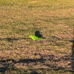 Polytelis swainsonii (Superb Parrot) at Michelago, NSW - 3 Aug 2024 by Kym