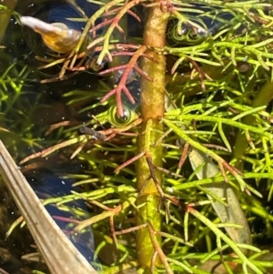 Myriophyllum crispatum at Cavan, NSW - 2 Aug 2024 12:06 PM