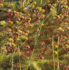 Myriophyllum crispatum at Cavan, NSW - 2 Aug 2024 12:06 PM