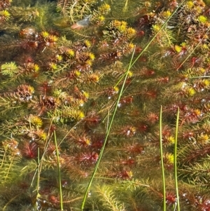 Myriophyllum crispatum at Cavan, NSW - 2 Aug 2024 12:06 PM