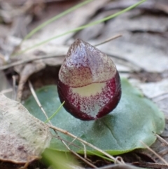 Corysanthes incurva (Slaty Helmet Orchid) by AnneG1