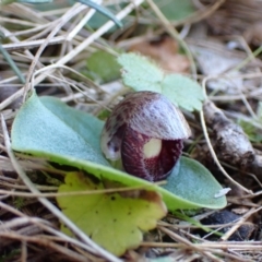 Corysanthes incurva at suppressed - 3 Aug 2024