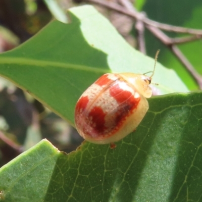 Paropsisterna sp. ("Ch11" of DeLittle 1979) (A leaf beetle) at Theodore, ACT - 3 Feb 2022 by owenh