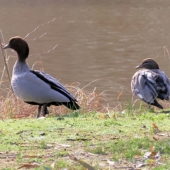 Chenonetta jubata (Australian Wood Duck) at Bandiana, VIC - 4 Aug 2024 by KylieWaldon