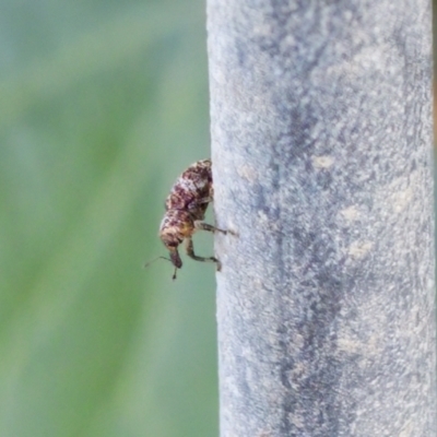 Curculionidae (family) at Camden Head, NSW - 27 Nov 2023 by KorinneM